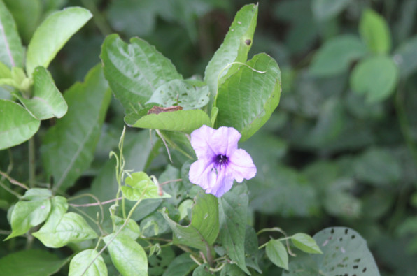 Acanthaceae