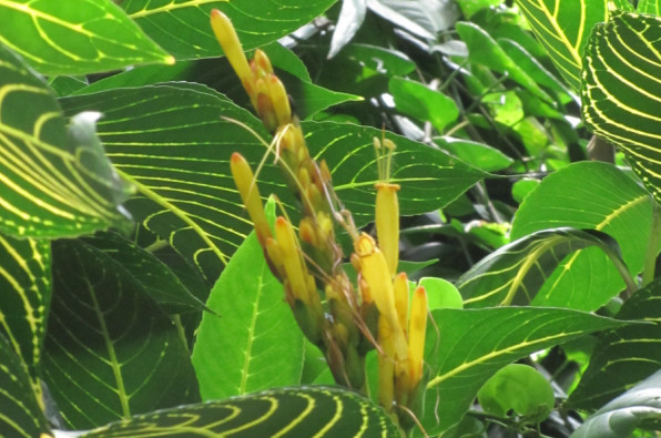 Acanthaceae