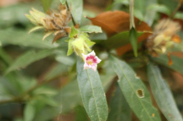 Acanthaceae