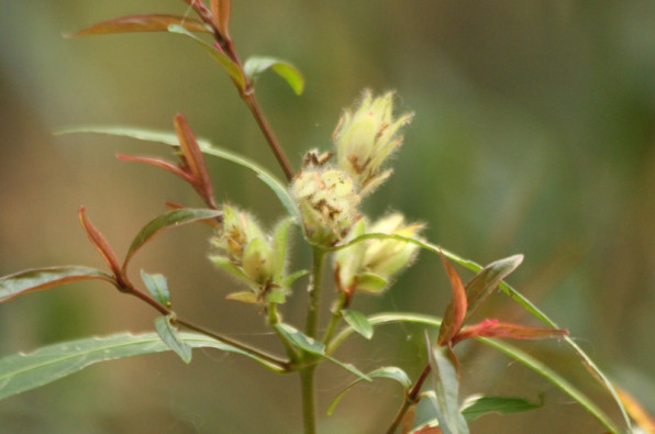 Acanthaceae