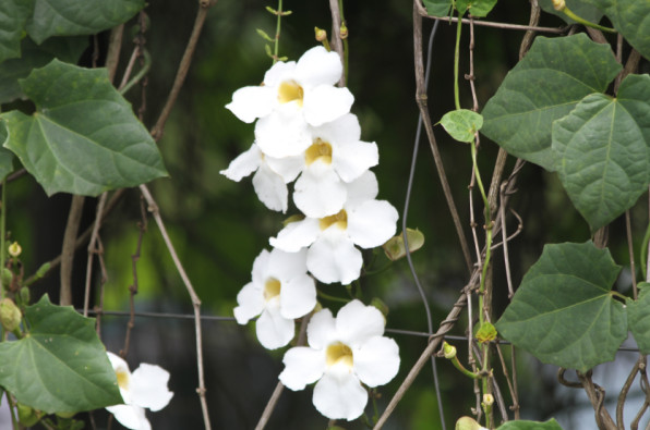 Acanthaceae