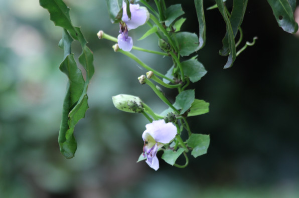 Acanthaceae