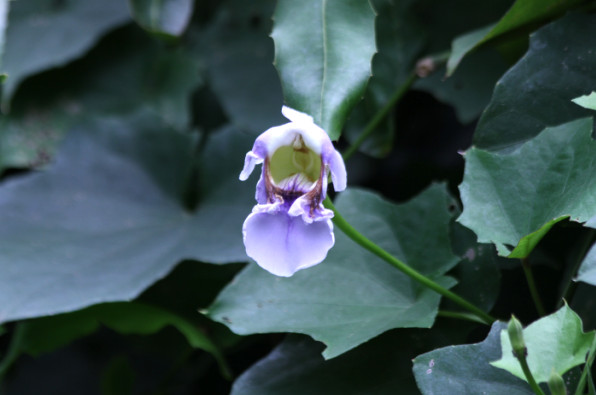Acanthaceae