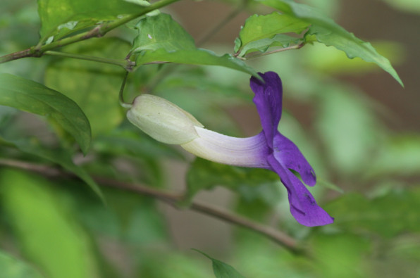 Acanthaceae