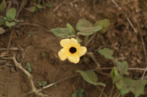 Acanthaceae