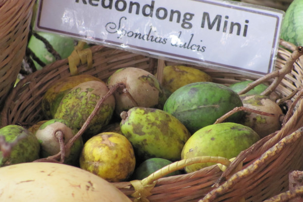 Spondias dulcis