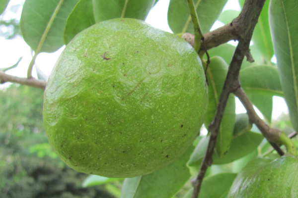 Annona glabra
