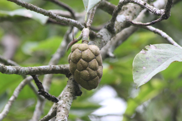 Annona montana