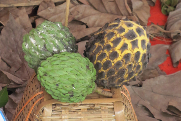 Annona mucosa
