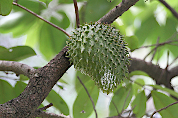 Annona mucronata