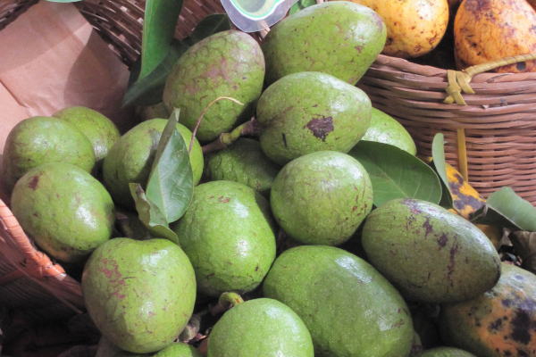 Annona paludosa