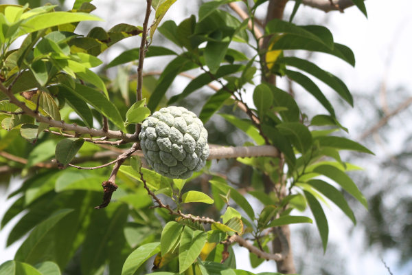 Annona squamosa