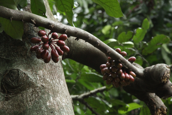 Annonaceae: monocarpe