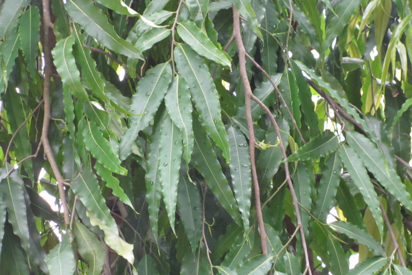 Monoon longifolium