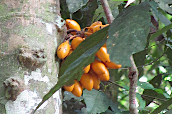 Polyalthia macropoda