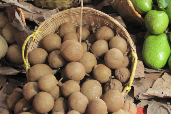 Stelechocarpus burahol