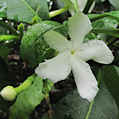 Tabernaemontana pandacaqui