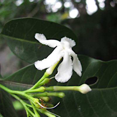 Tabernaemontana pandacaqui