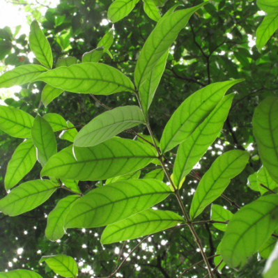 Wrightia antidysenterica