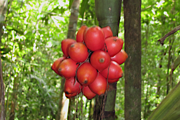 Areca