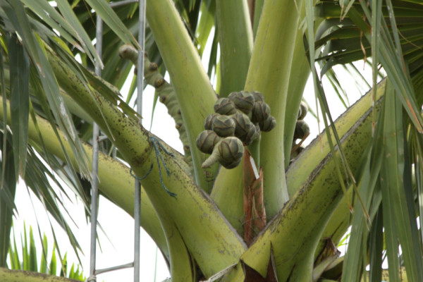 Borassus flabellifer