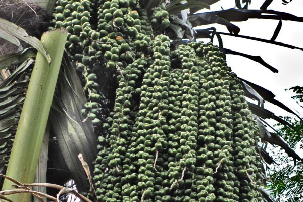 Arenga pinnata