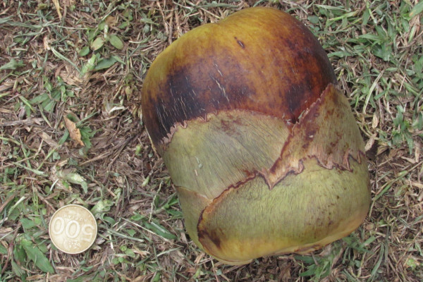 Borassus flabellifer