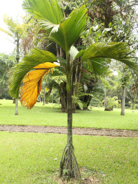 Verschaffeltia splendida