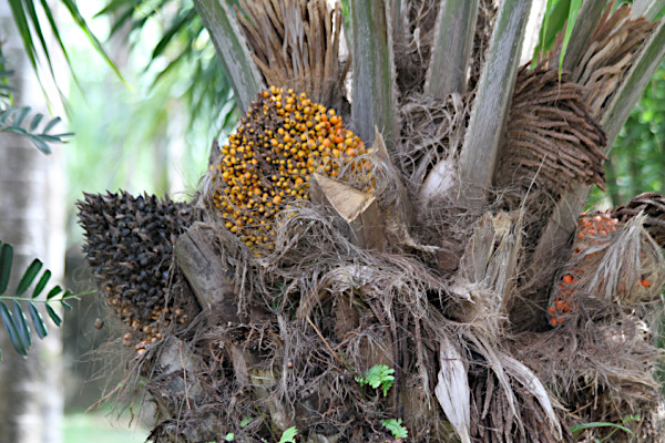 Elaeis guineensis