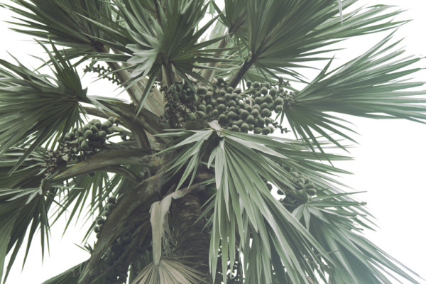 Latania loddigesii
