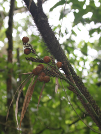 Arecaceae