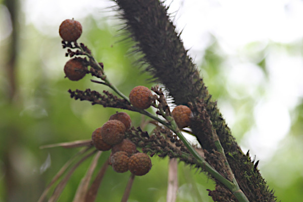 Salacca zalacca