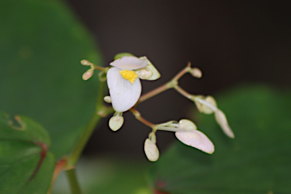 Begonia kelimutuensis