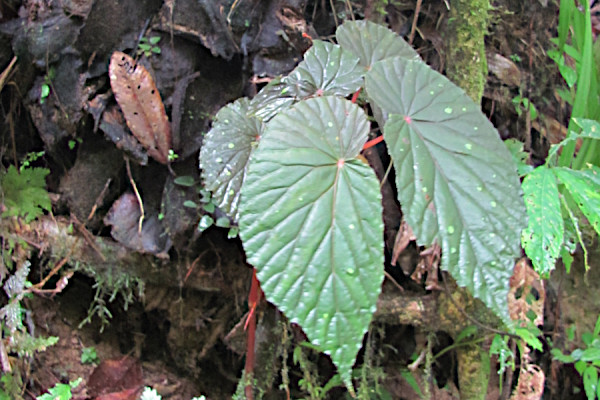 Begonia kelimutuensis