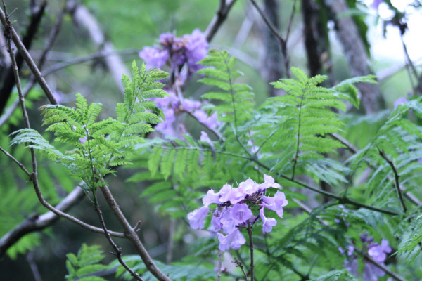 Jacaranda mimosifolia