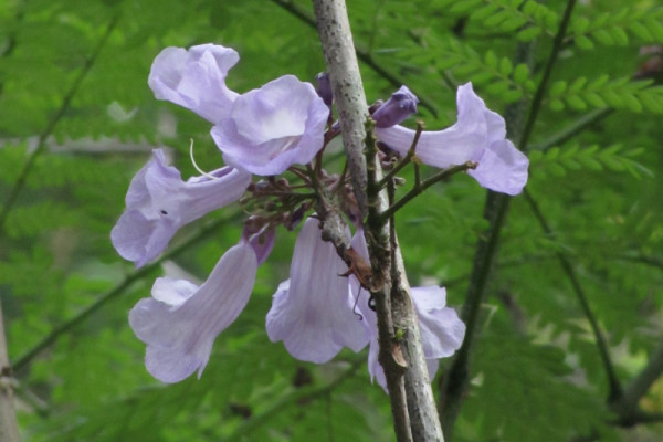 Jacaranda mimosifolia