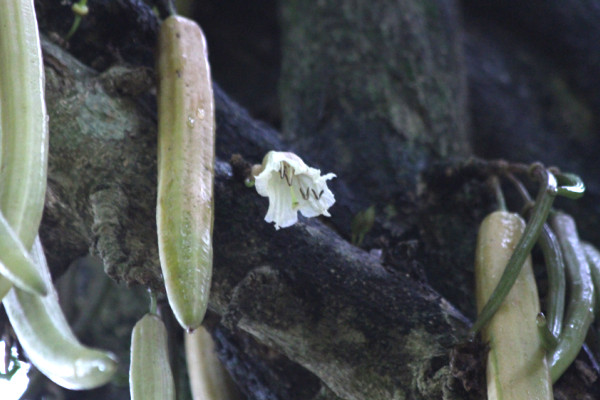 Parmentiera cereifera