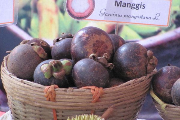 Gacinia mangostana