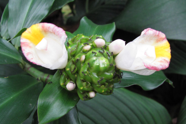 Costus afer