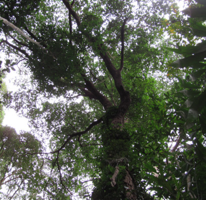 Dipterocarpus grandifolius