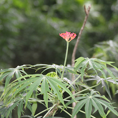 Jatropha multifida