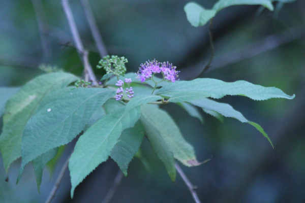 Callicarpa