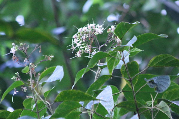 Clerodendrum confusum