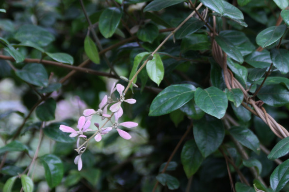 Congea tomentosa
