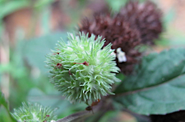 Hyptis capitata