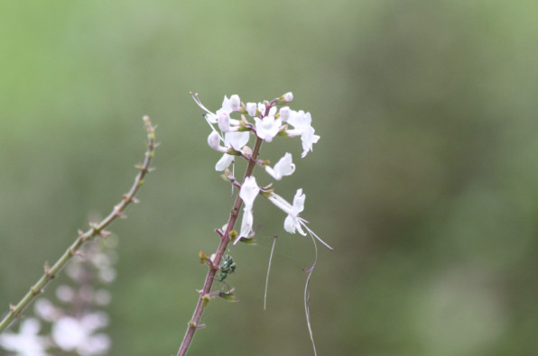 Orthosiphon aristatus
