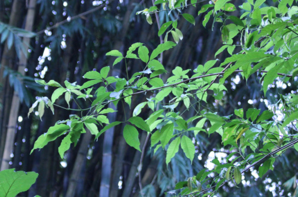 Vitex glabrata