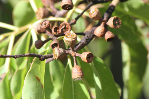 Eucalyptus urophylla