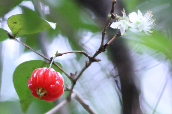 Eugenia uniflora