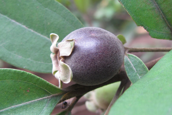 Rhodomyrtus tomentosa
